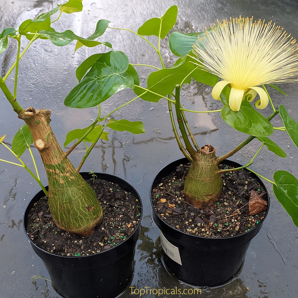 Shaving Brush Tree bonsai - Pseudobombax ellipticum