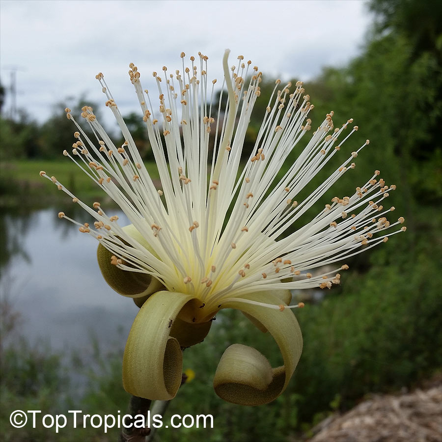 Shaving Brush Tree bonsai - Pseudobombax ellipticum