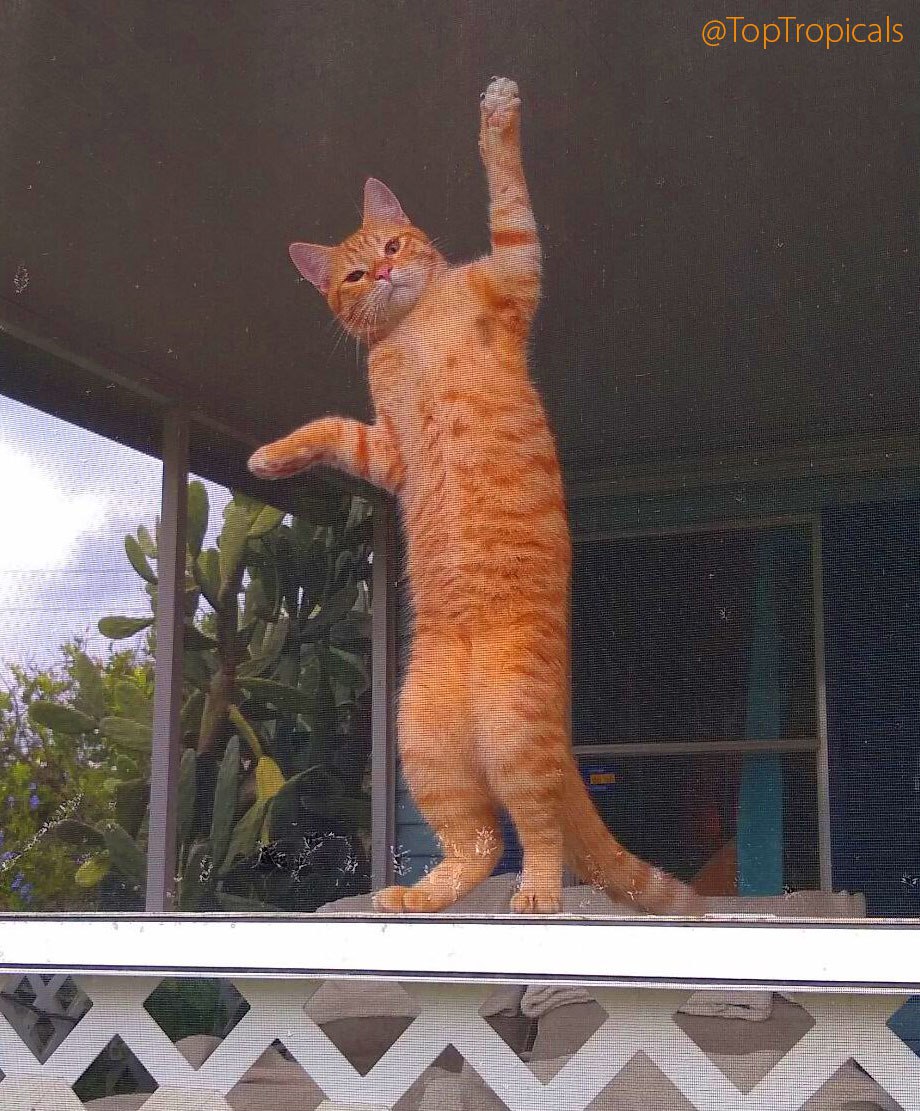 Bob the Cat, the Optimist of PeopleCats.Garden