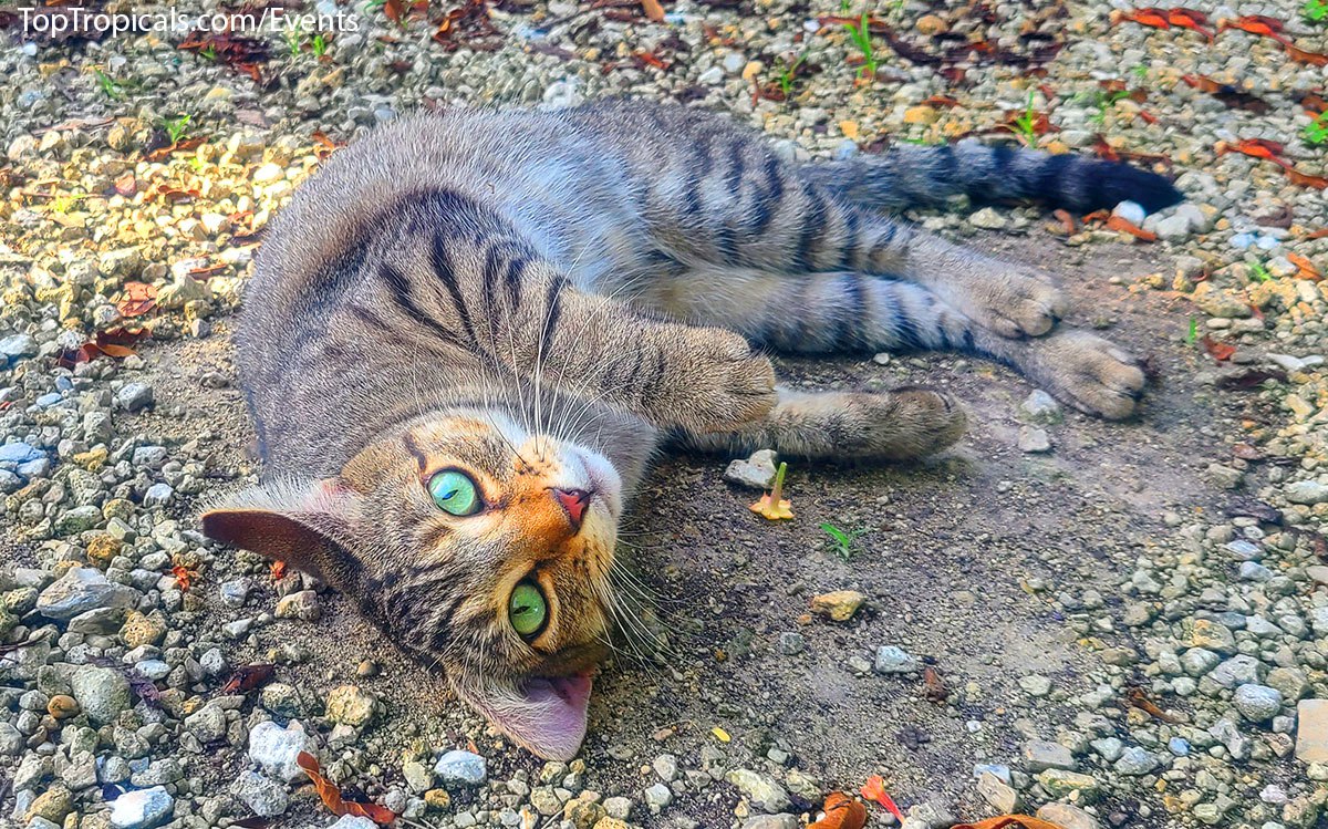 Baby Persephone - the Queen of the Underworld - at PeopleCats.Garden
