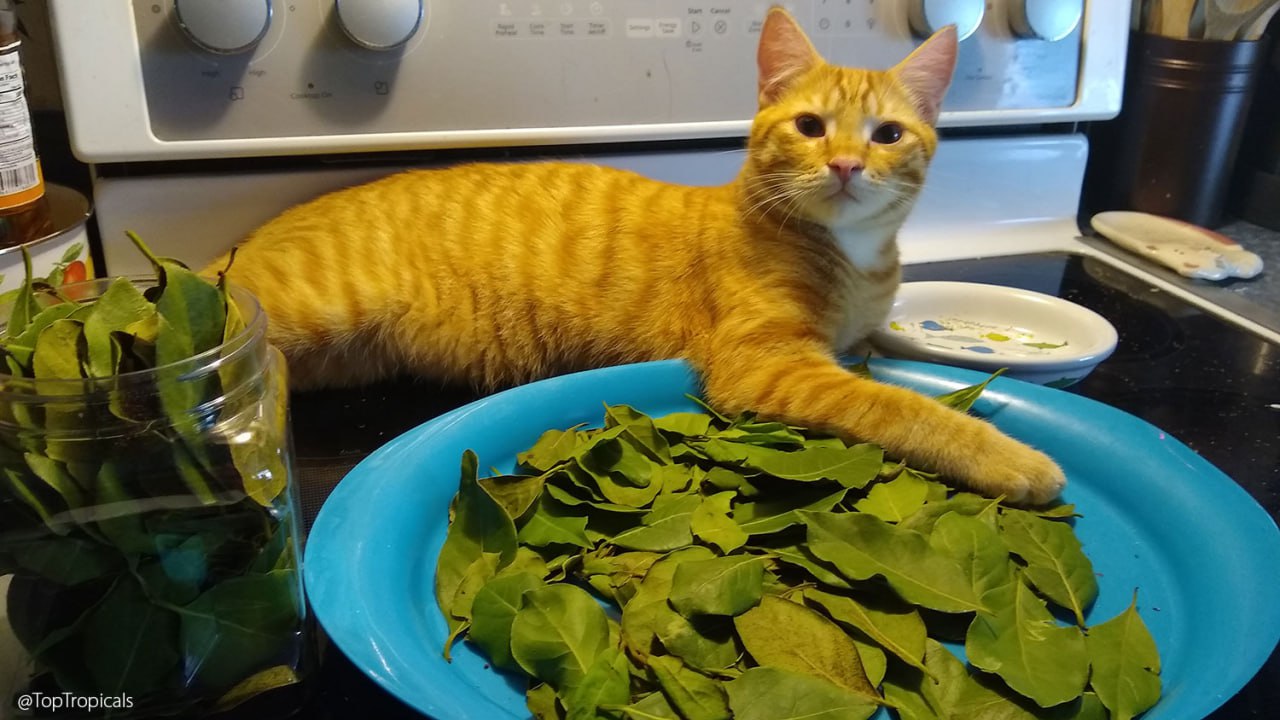 Bob the cat is harvesting Bay Leaves 