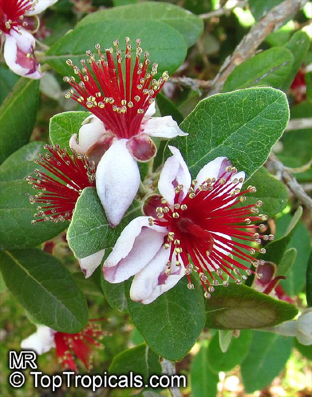 Pineapple Guava blooming Pineapple Guava blooming