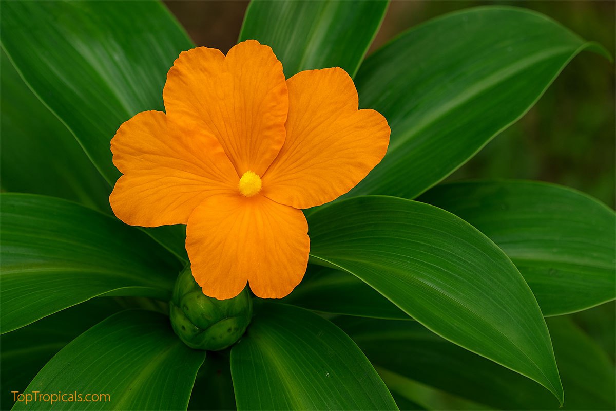 Costus igneus - Insulin Plant, Fiery Costus, Spiral Flag