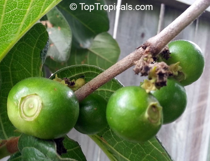 The wild fruit with a secret: health benefits of rare Spanish Tamarind - the exotic fruit youve never heard of