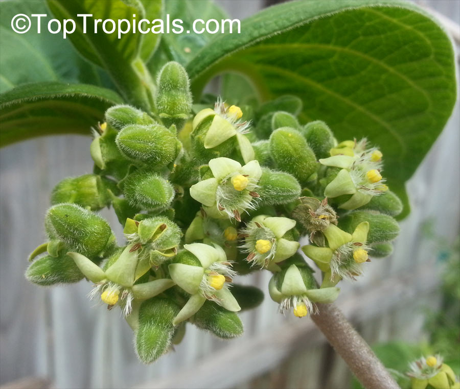 The wild fruit with a secret: health benefits of rare Spanish Tamarind - the exotic fruit youve never heard of