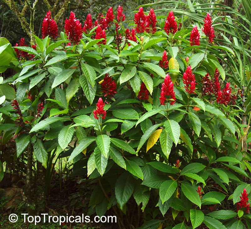 Megaskepasma erythrochlamys flowers
