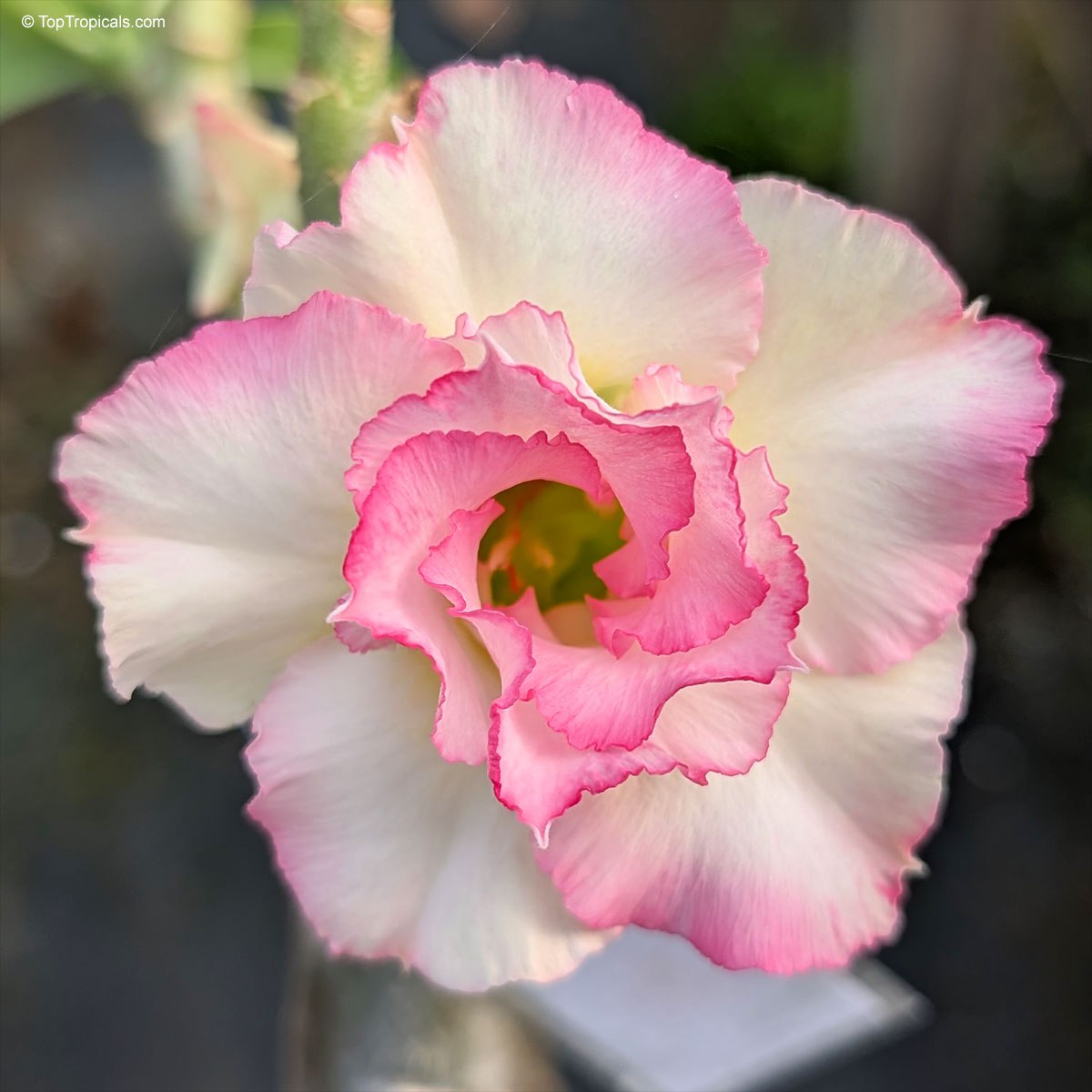 Adenium Ploysai