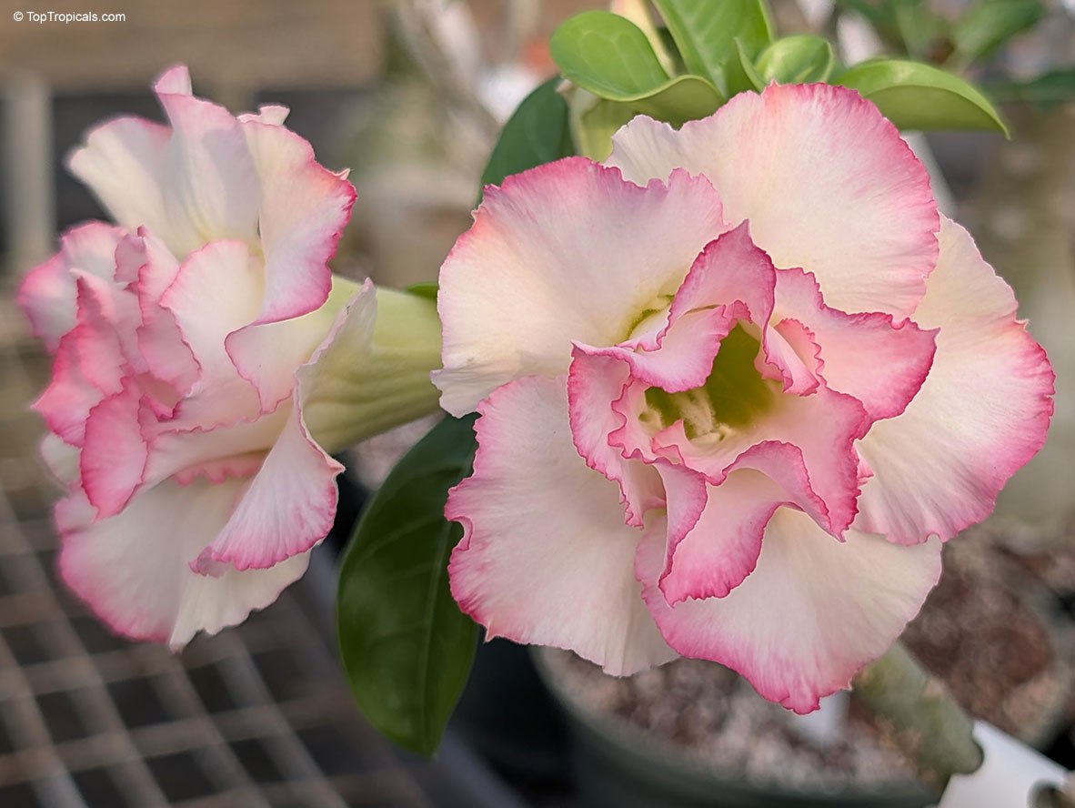 Adenium Ploysai
