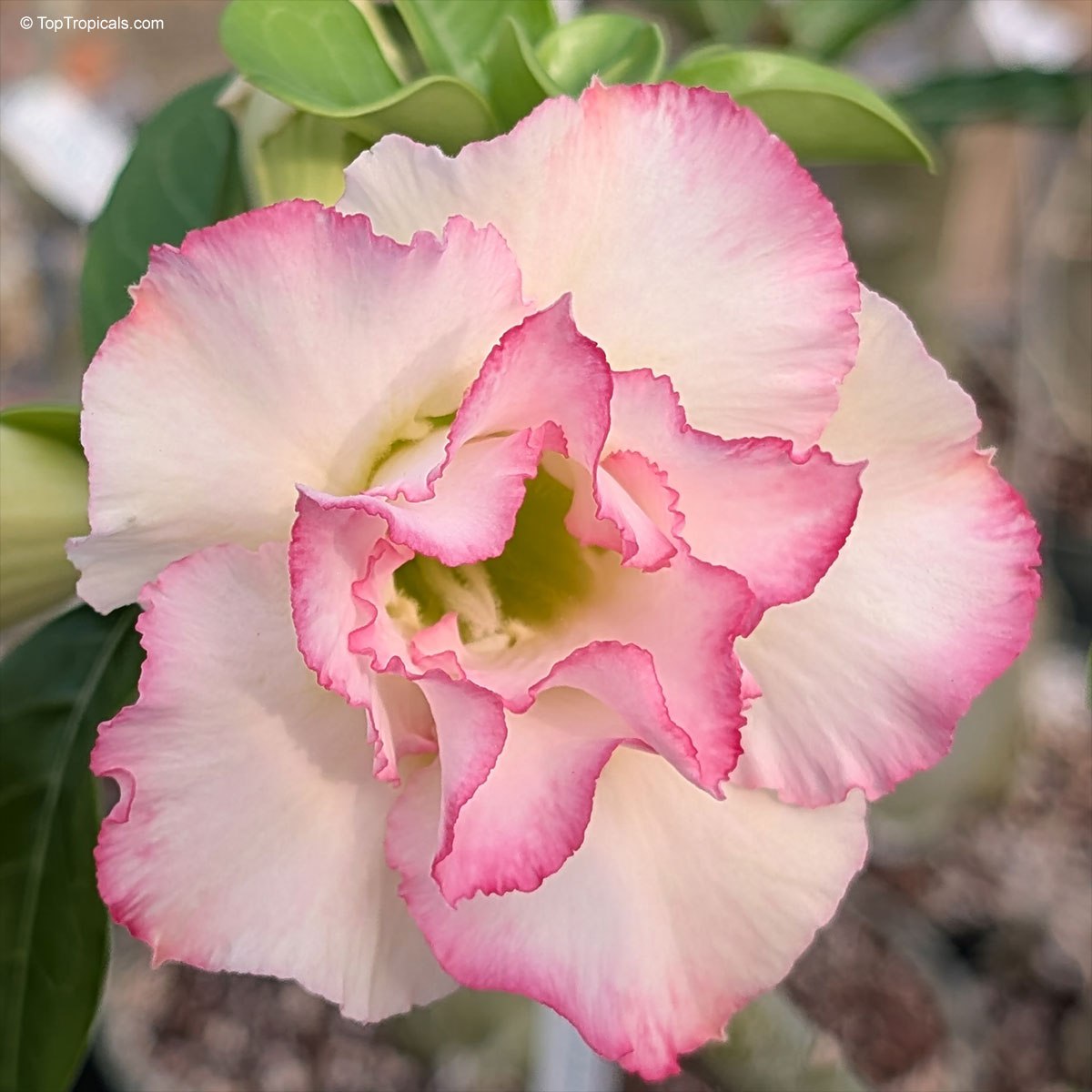 Adenium Ploysai