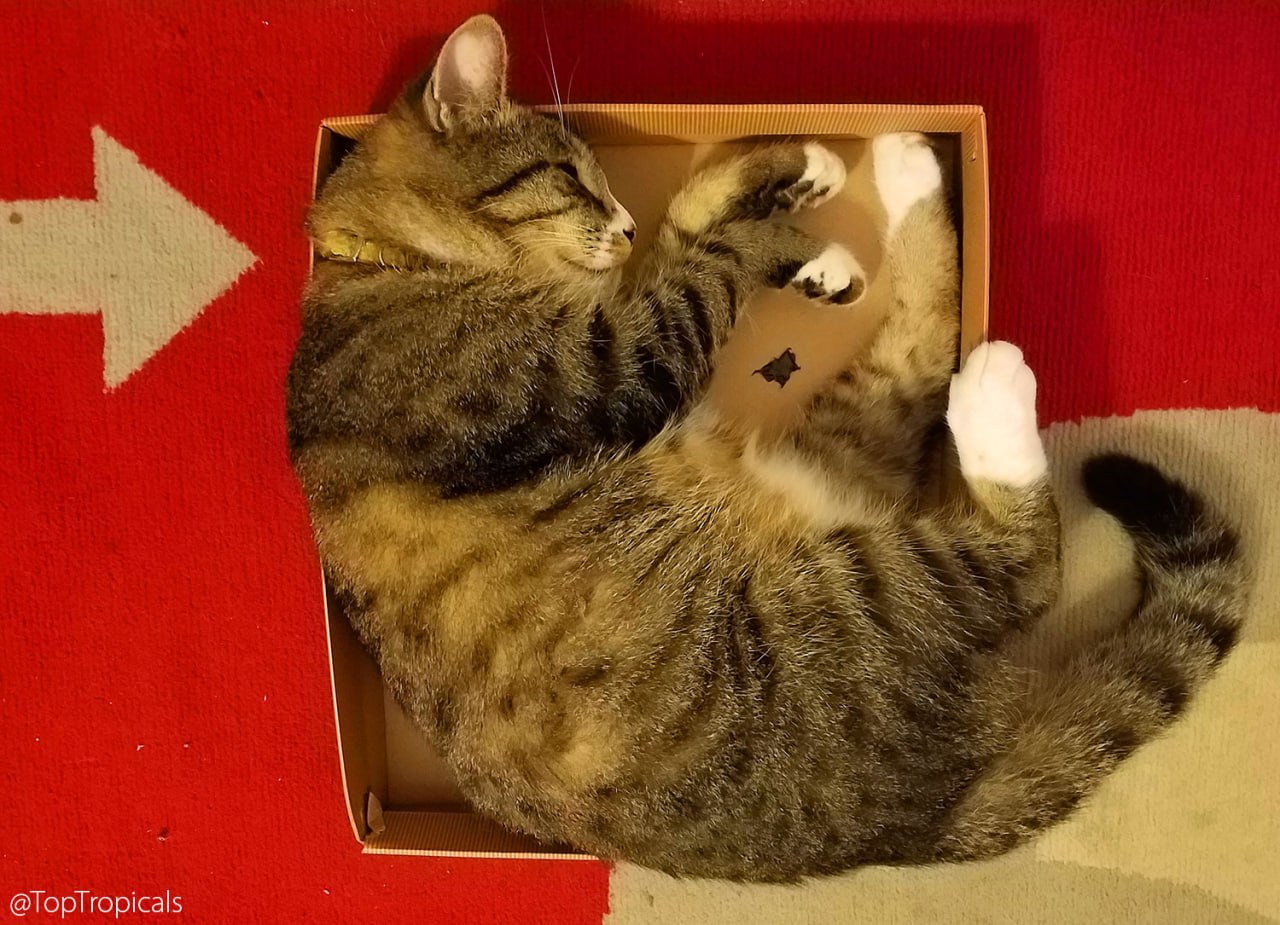 James Coconuts the cat 