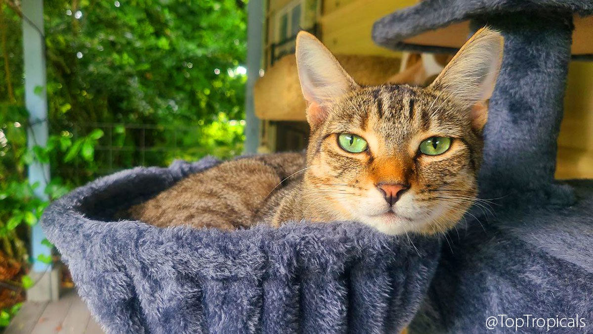 Percephone the cat