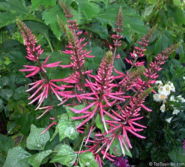 Health benefits of a simple plant: Coral bean