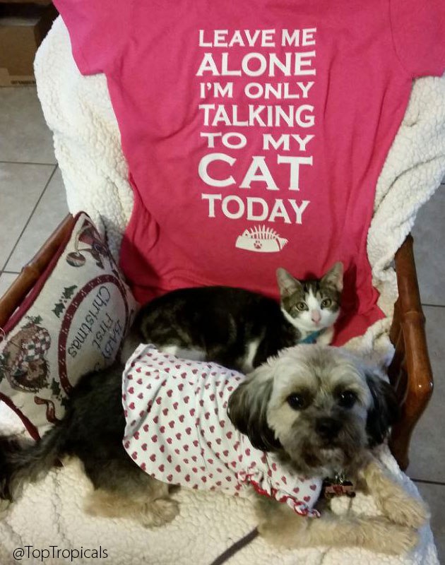 Pearl the dog and her cat buddy Ricki 