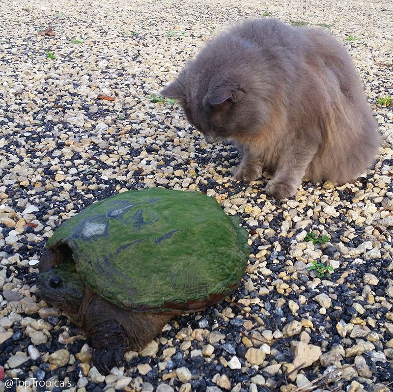 Cat Chin Chin and a turtle 