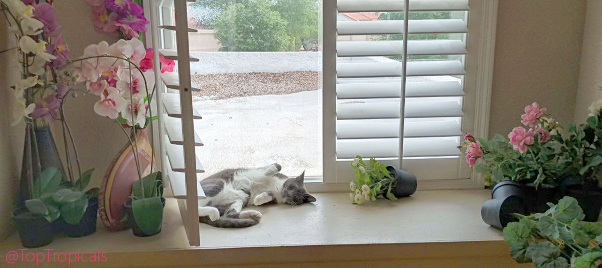Cat Macaron on windowsill 