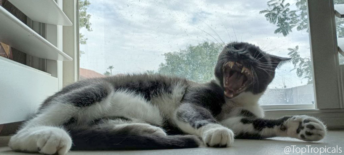 Cat Macaron yawning 