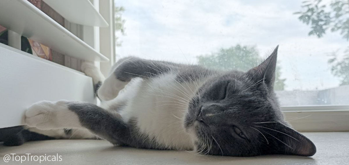 Sleepy Cat Macaron 