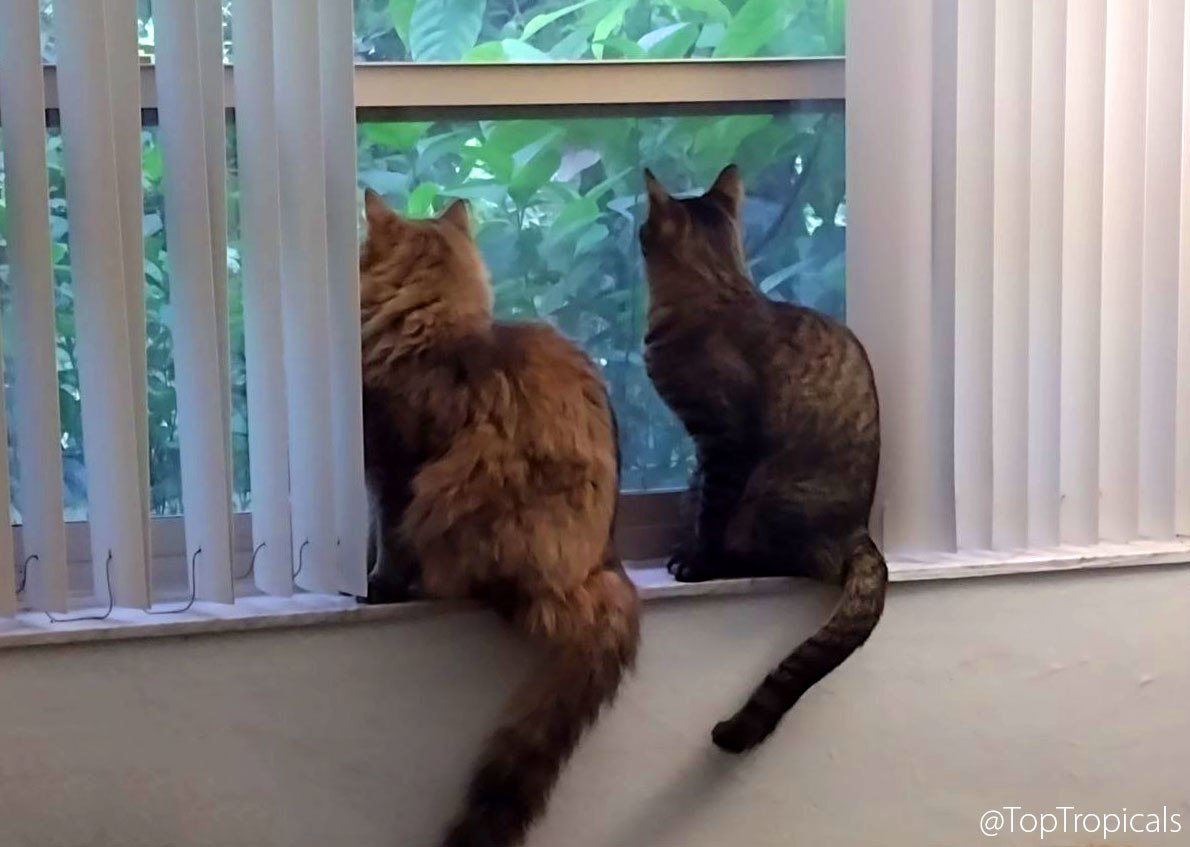 Scooby and Cash the cats