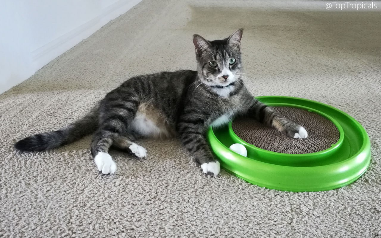 James Coconuts the Cat 