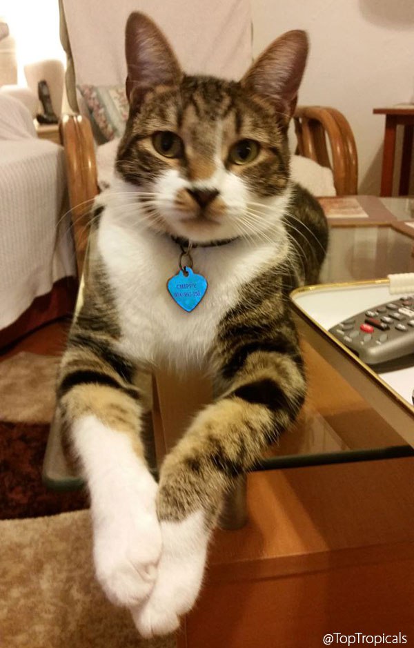 Chippy the cat