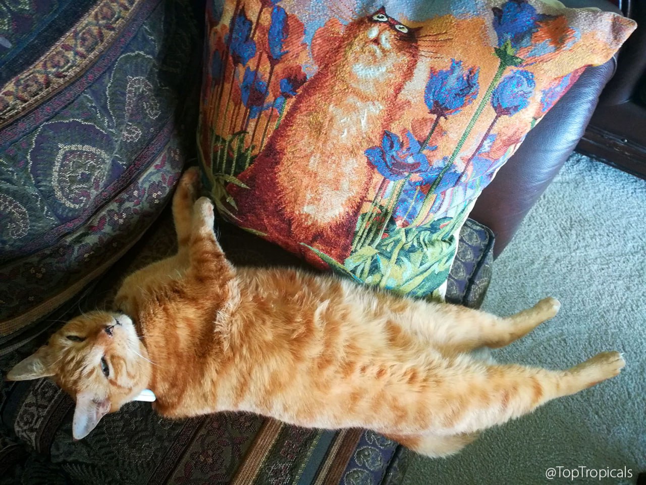 Mr B the cat on the couch at TopTropicals 