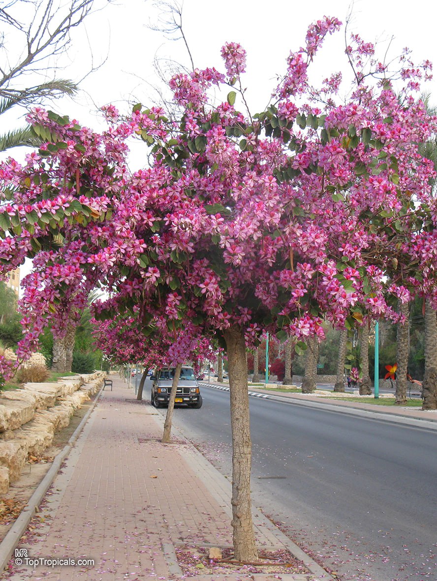 Bauhinia variegata, Pink Butterfly Orchid Tree 