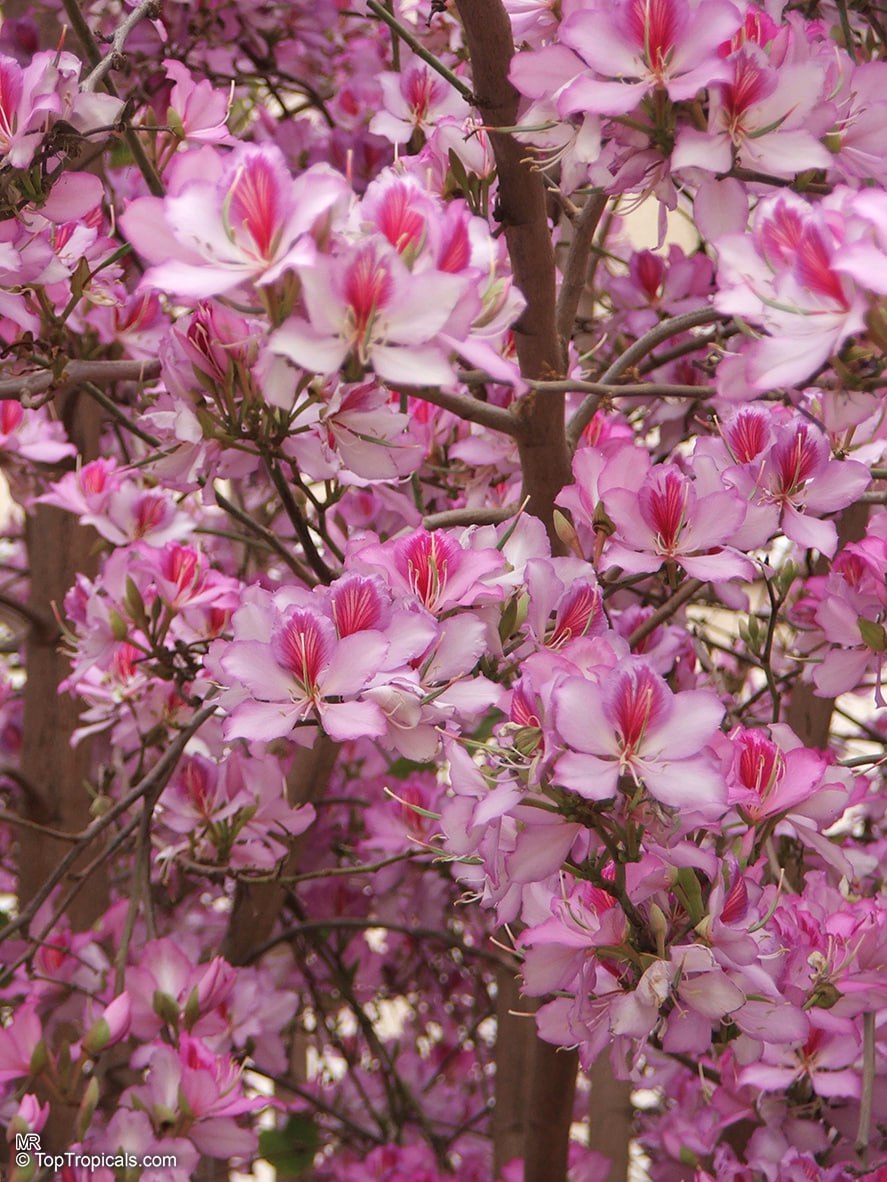 Bauhinia variegata, Pink Butterfly Orchid Tree, flowers close up