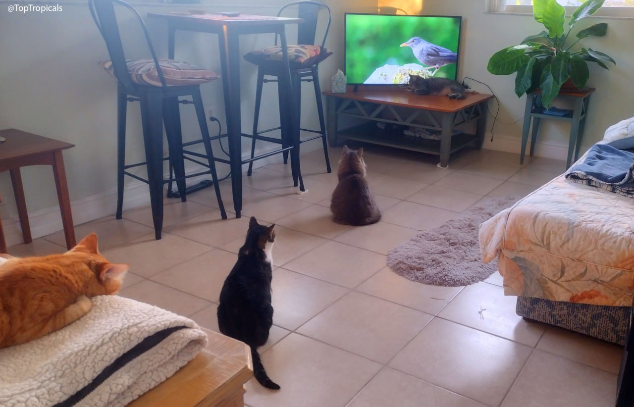 PeopleCats watching Cat TV: Bob, Riki, Scooby, Matilda.
