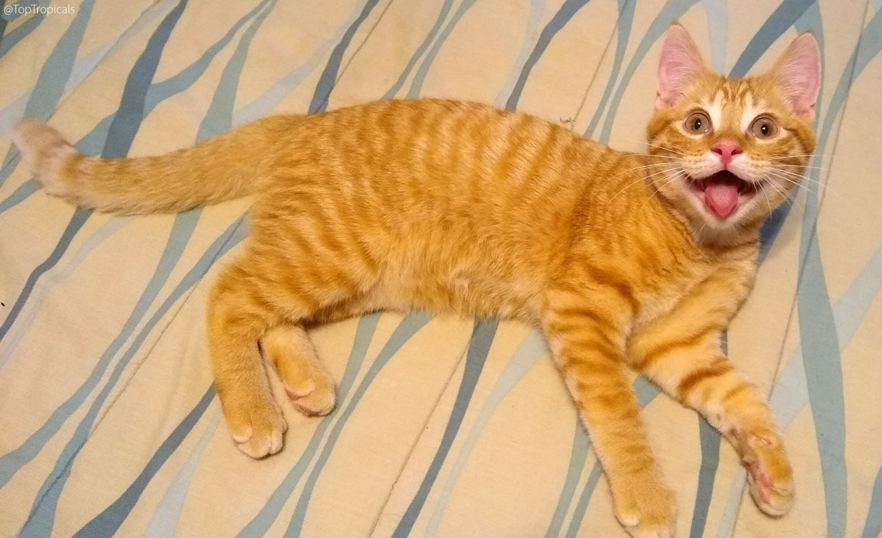 Cat Bob is smiling