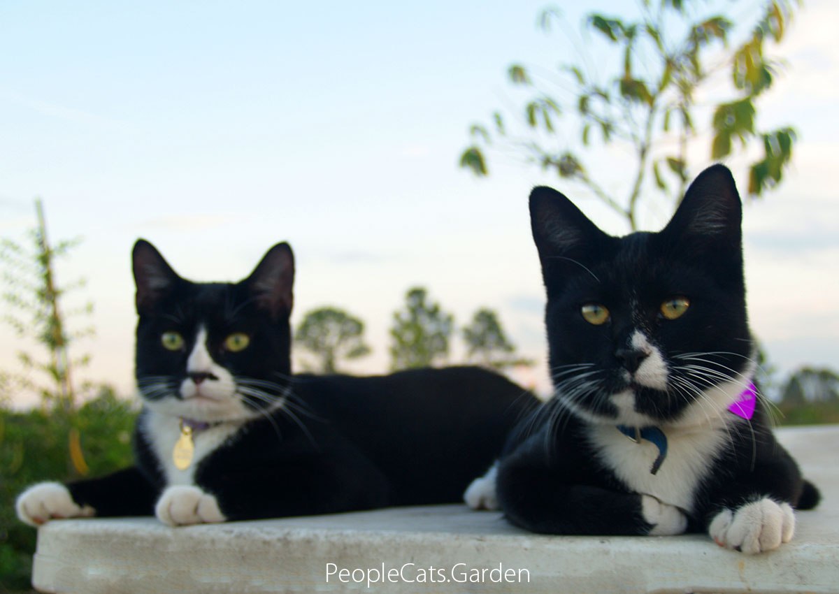 August 8 - International Cat Day: cats taking over? August 8 - International Cat Day: cats taking over?
