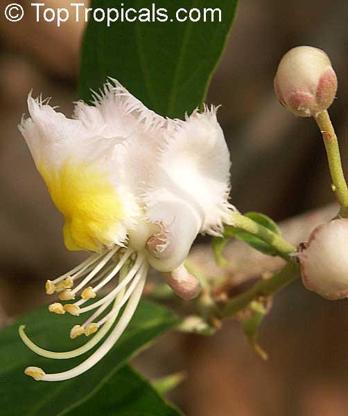 Hiptage benghalensis - Helicopter Flower, Madhavi, Spring Herald, flower