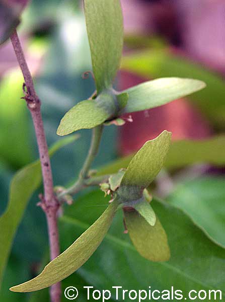 Hiptage benghalensis - Helicopter Flower, Madhavi, Spring Herald, seeds