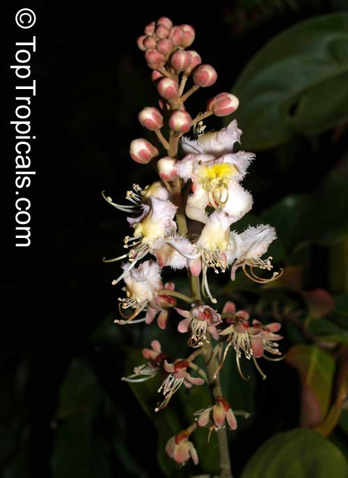 Hiptage benghalensis - Helicopter Flower, Madhavi, Spring Herald, flowers on the bush