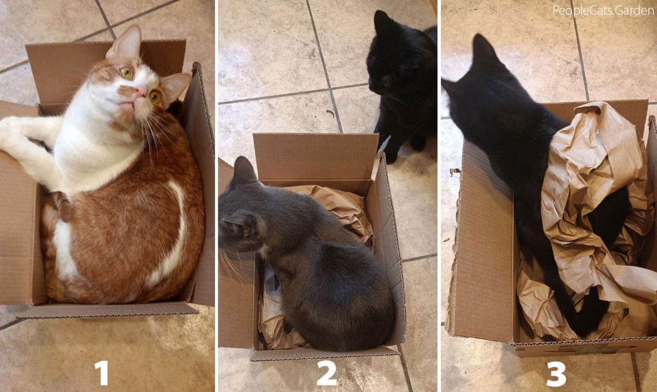 Top Tropicals cats: Jacques, Macaron and Klaksa