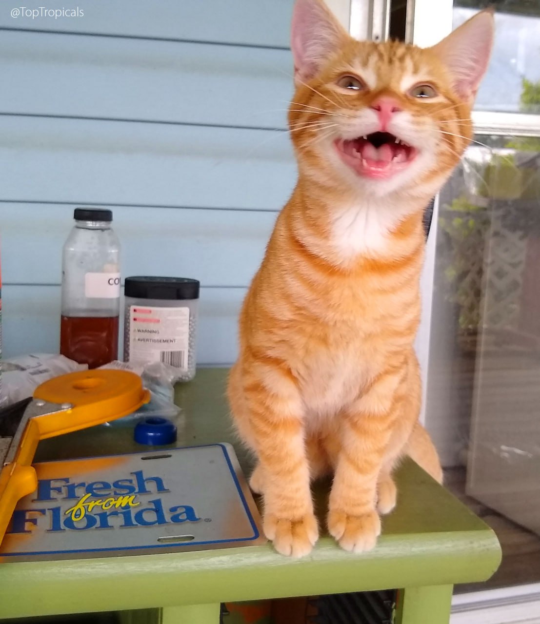 The only animal that laughs