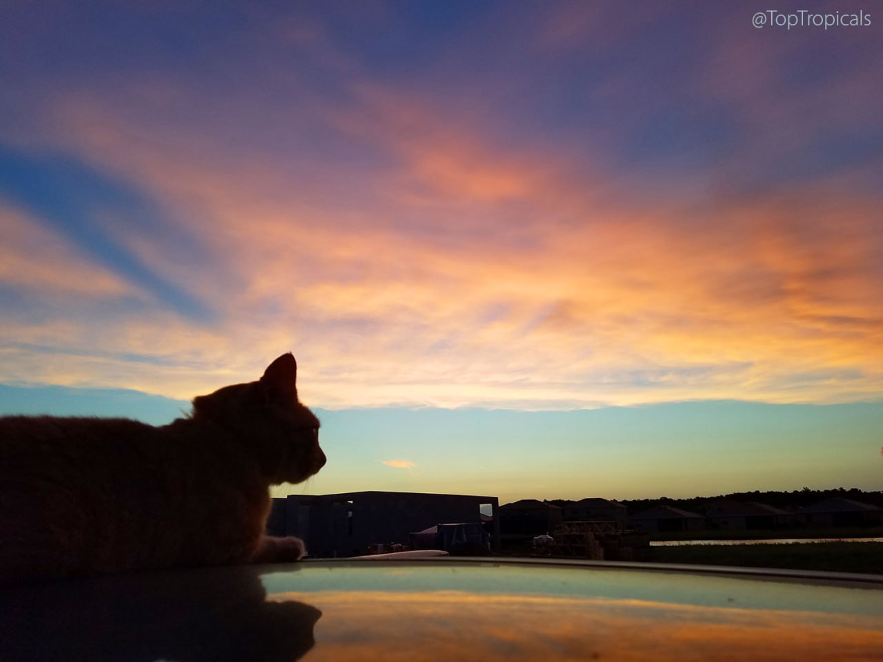 Mr B the cat 