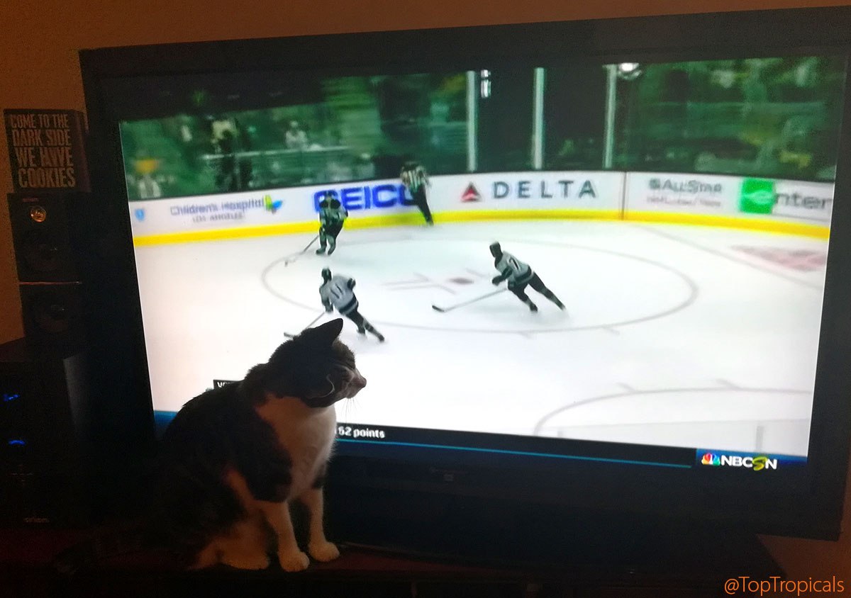Cat Ricki watching a hockey game at TopTropicals