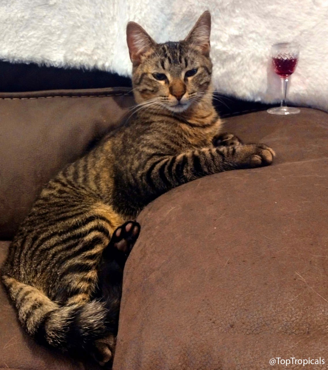 Cash the Cat with a glass of wine