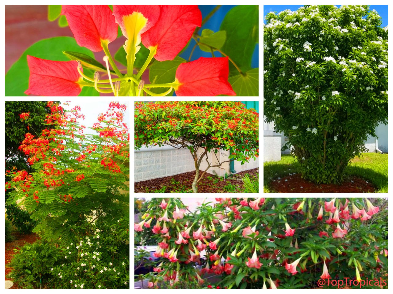 Bauhinia madagascariensis, Brugmansia, Caesalpinia, Hamelia, Plumeria pudica