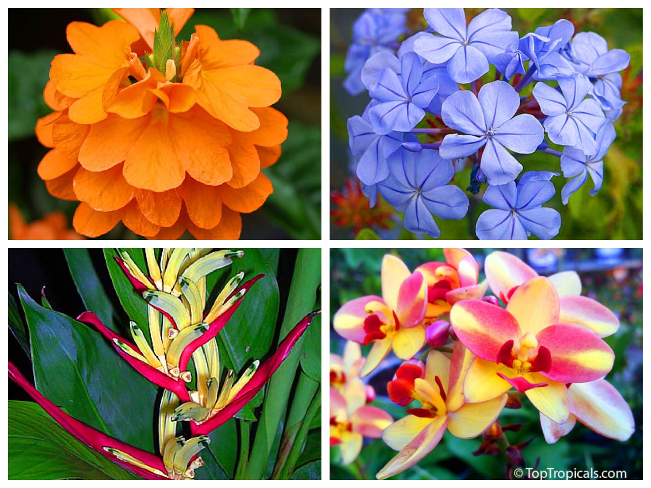 Crossandra, Heliconia Lady Di, Plumbago, and Spathoglottis ground orchids. Crossandra, Heliconia Lady Di, Plumbago, and Spathoglottis ground orchids.