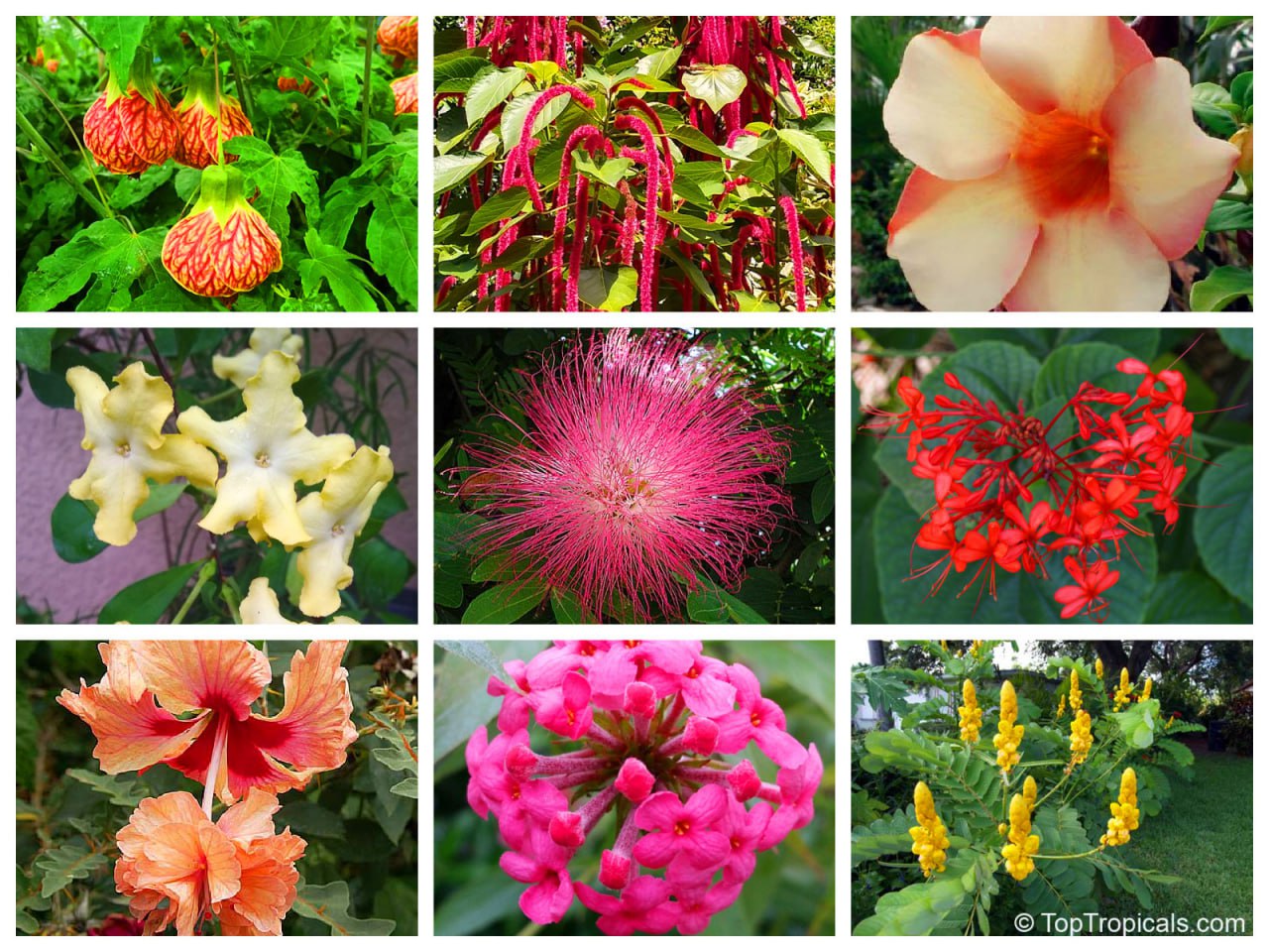 Abutilon darwinii x striatum - Fireball, Biltmore Ballgown, Acalypha hispida - Cat Tail, Chenille plant, Allamanda, Brunfelsia - Lady of the night, Calliandra - Powderpuff, Clerodendrum speciosissimum - Java Glorybower, Hibiscus El Capitolio, Rondeletia leucophylla - Panama Rose, Senna alata - Empress Candle, Candelabra Plant