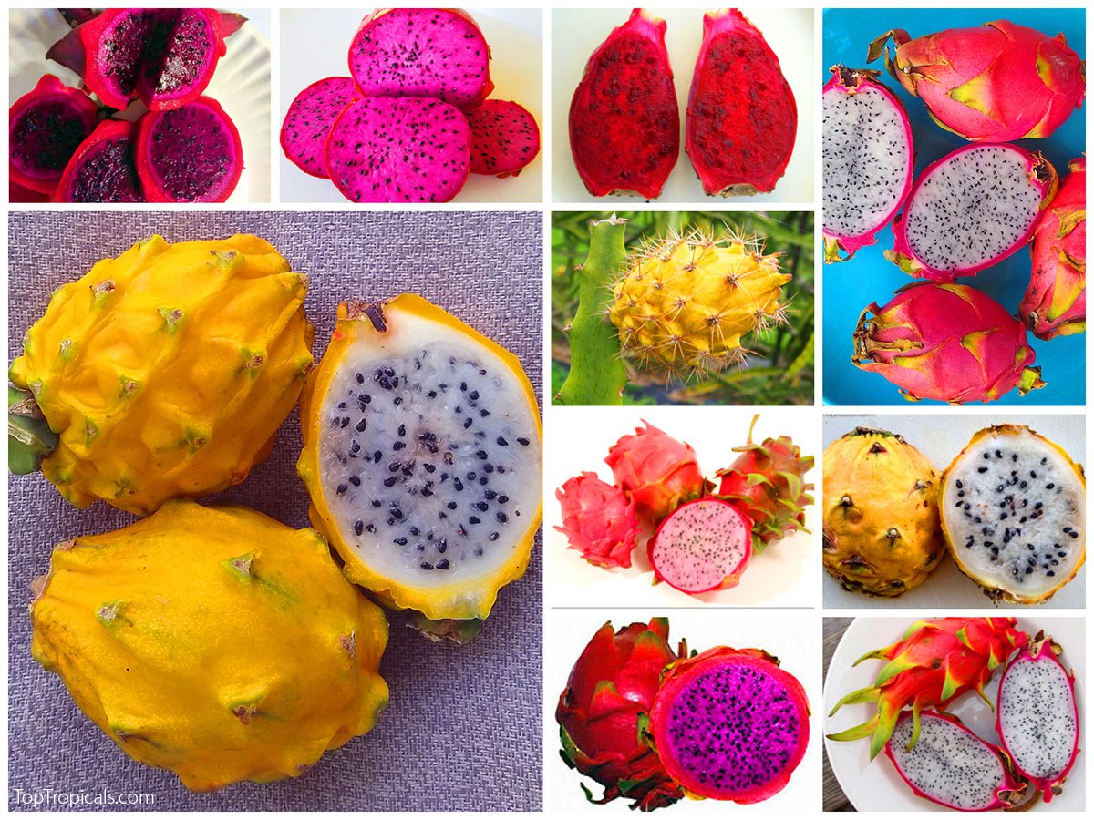 Pitaya vs Dragon fruit - what is the difference and how to grow it?