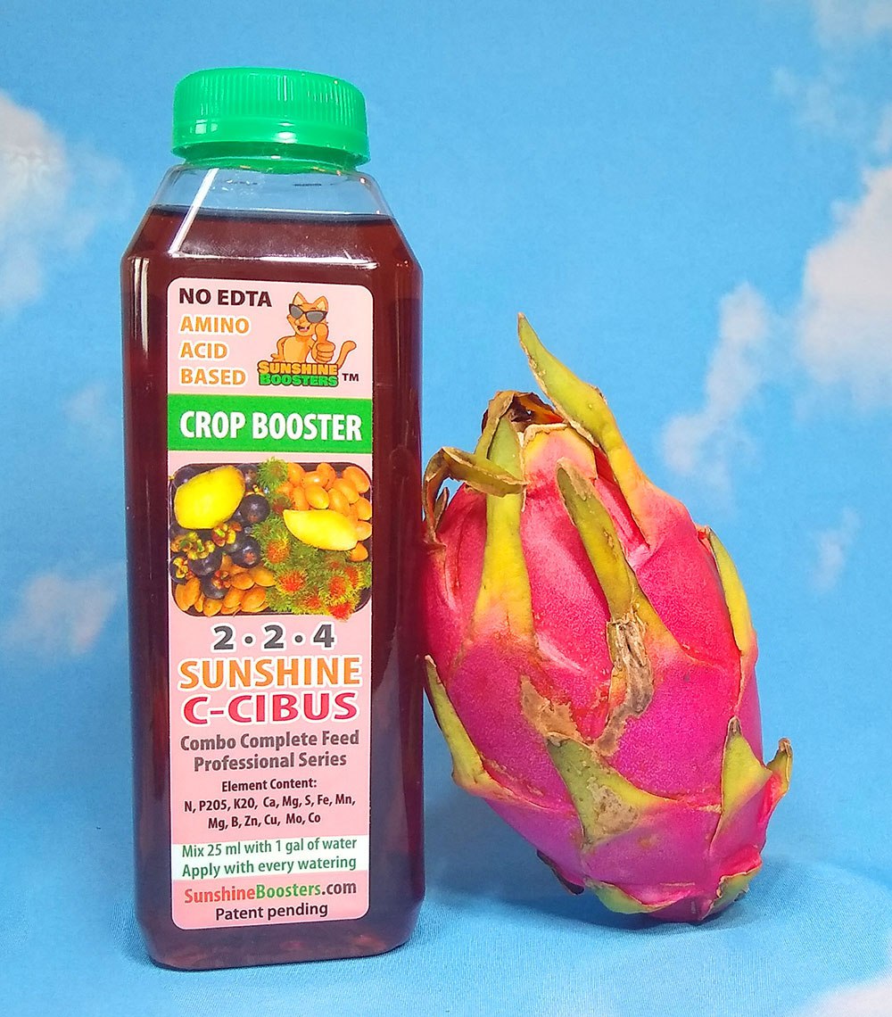 The secret to abundant dragon fruit harvests