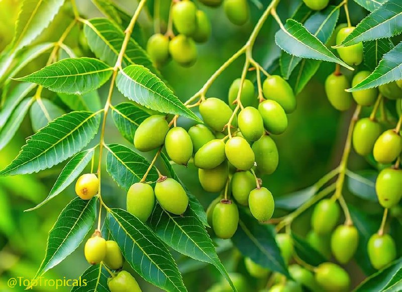 What is Neem and why do millions use it daily? The tree that makes toothpaste and bug spray What is Neem and why do millions use it daily? The tree that makes toothpaste and bug spray