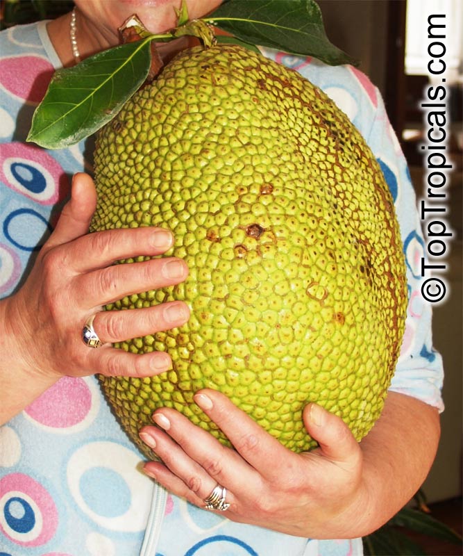 Jackfruit golden hash: quick-n-fun exotic recipes Jackfruit golden hash: quick-n-fun exotic recipes