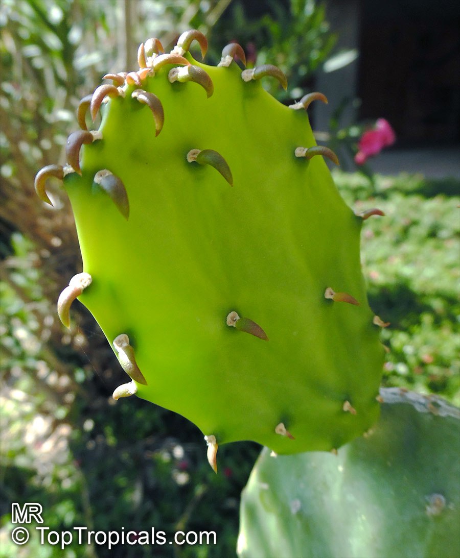 Velvet Nopal tacos: quick-n-fun exotic recipes Velvet Nopal tacos: quick-n-fun exotic recipes