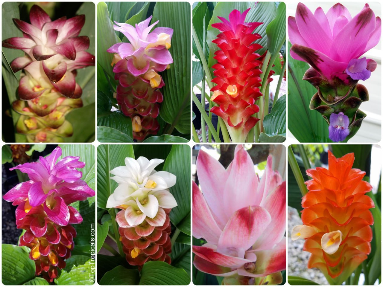 Why Turmeric was named the 2026 Herb of the Year Why Turmeric was named the 2026 Herb of the Year