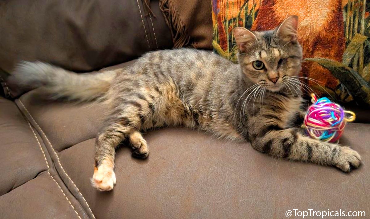 Daily Cat Lesson: Pets dont know theyre disabled Daily Cat Lesson: Pets dont know theyre disabled