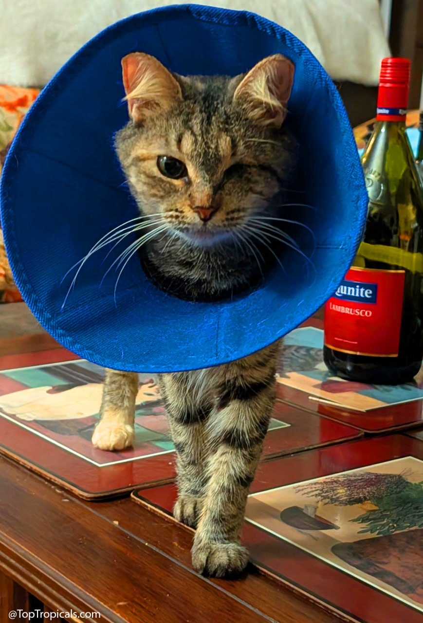 Daily Cat Lesson: Pets dont know theyre disabled Daily Cat Lesson: Pets dont know theyre disabled