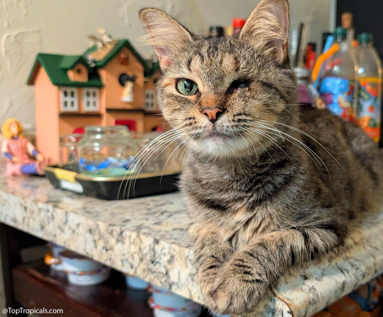 Daily Cat Lesson: Pets dont know theyre disabled Daily Cat Lesson: Pets dont know theyre disabled